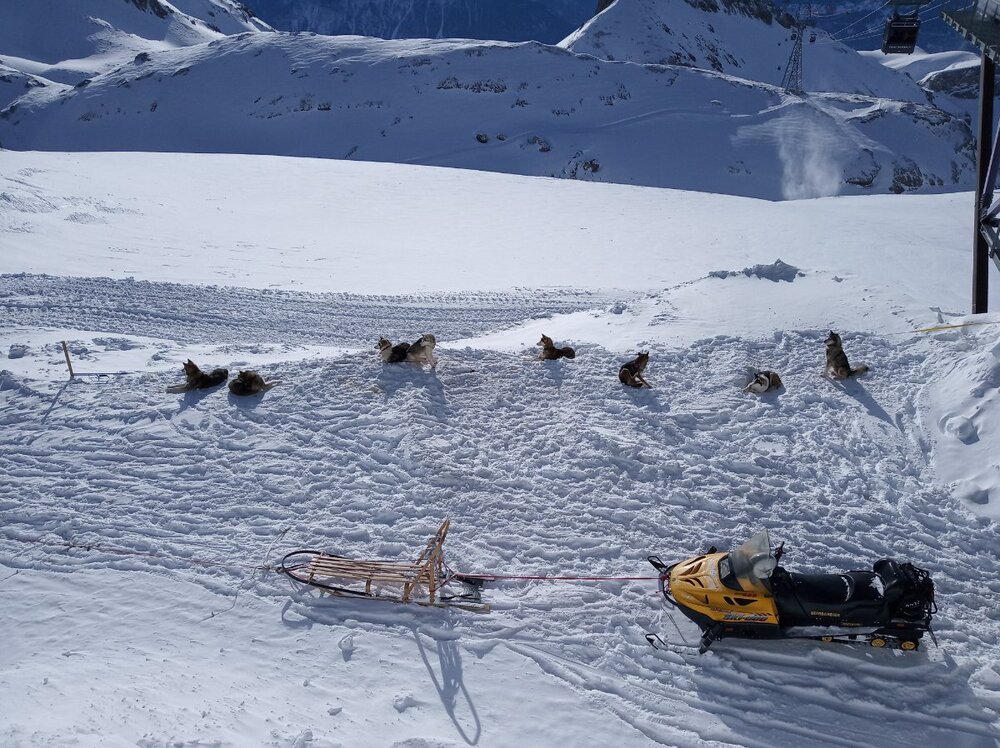 Pieski przed pracą..jpg