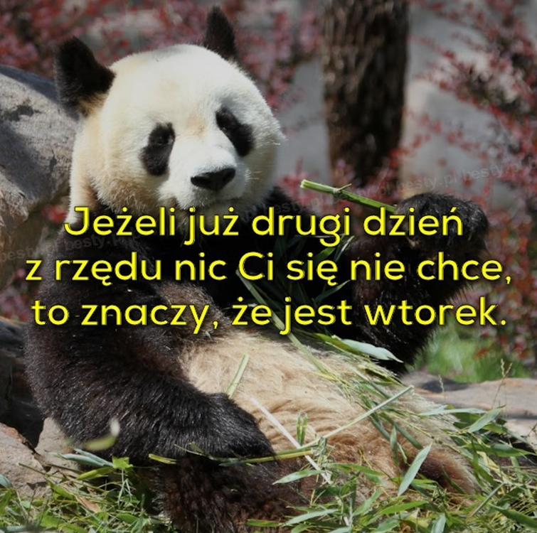 66803434_Zrzutekranu2024-02-27o09_29_36.thumb.png.de52198ad6d68d73e3acdc2c3f1e6bbc.png