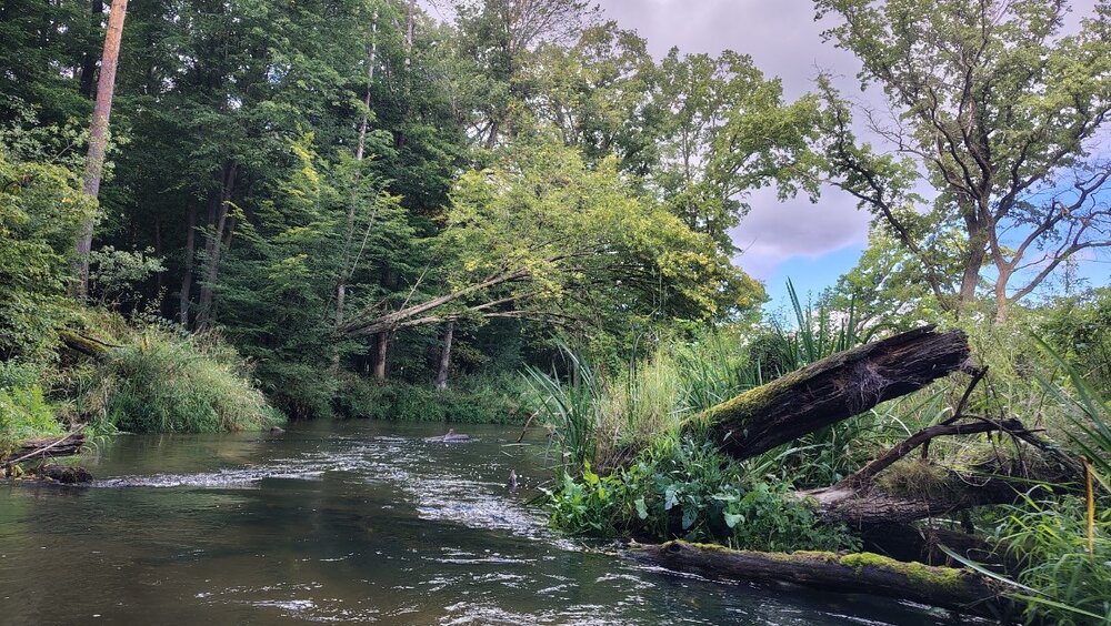 IMG_20260905_104943833_HDR.thumb.jpg.a8cf445662293077263d4db1c9707f77.jpg